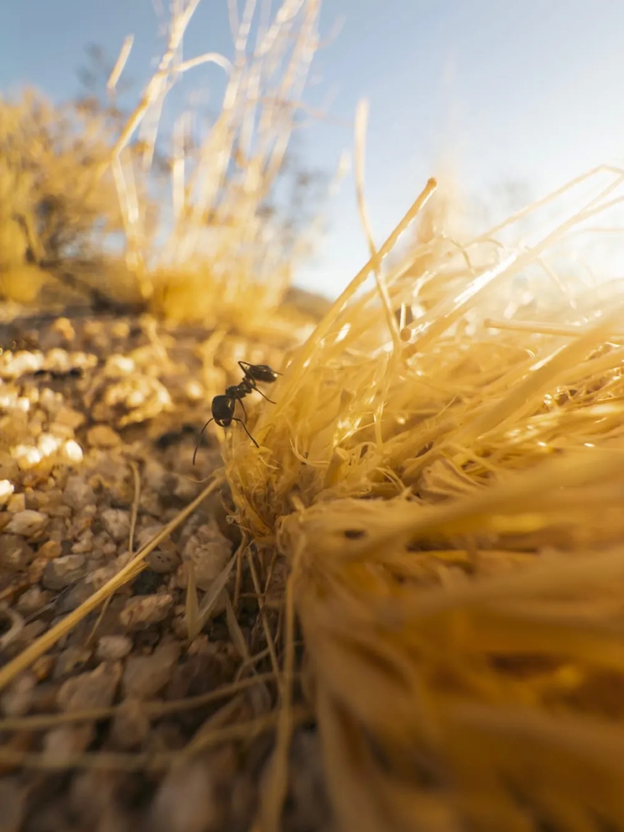 Halide - Giải phóng toàn bộ sức mạnh camera iPhone 16 Pro