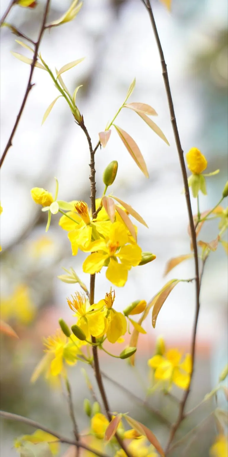 Ảnh nền điện thoại thu hút tài lộc đầu năm Ất Tỵ 2025