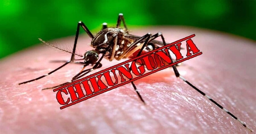  Dịch Chikungunya là gì, phòng tránh ra sao?