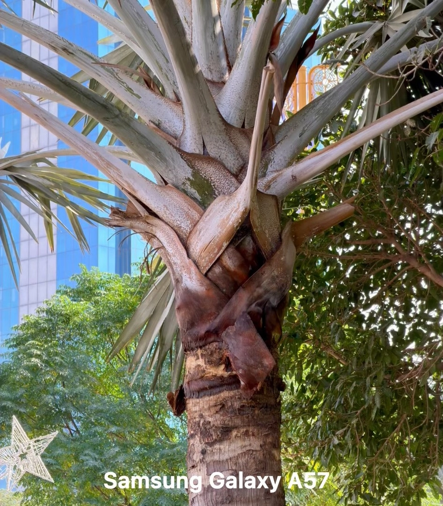 Galaxy A57 dưới 12 triệu: Chụp ảnh đẹp nhất phân khúc?