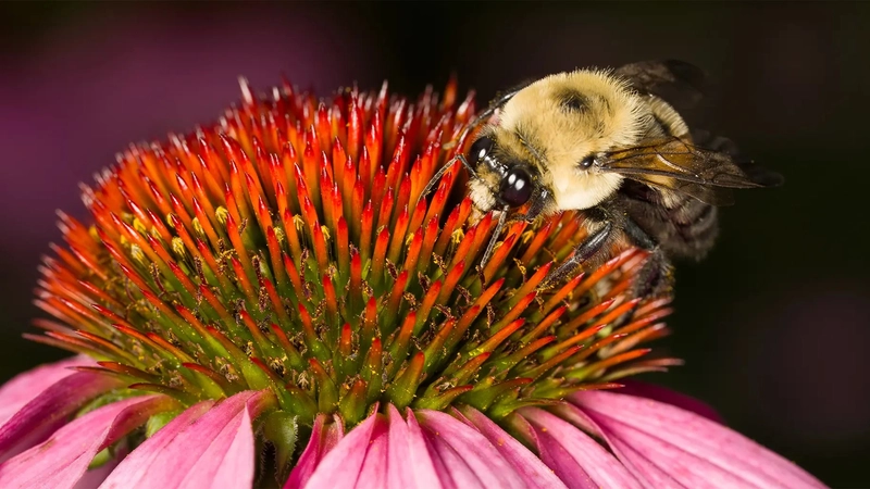 Camera macro là gì? Khám phá công nghệ và kỹ thuật chụp siêu nét