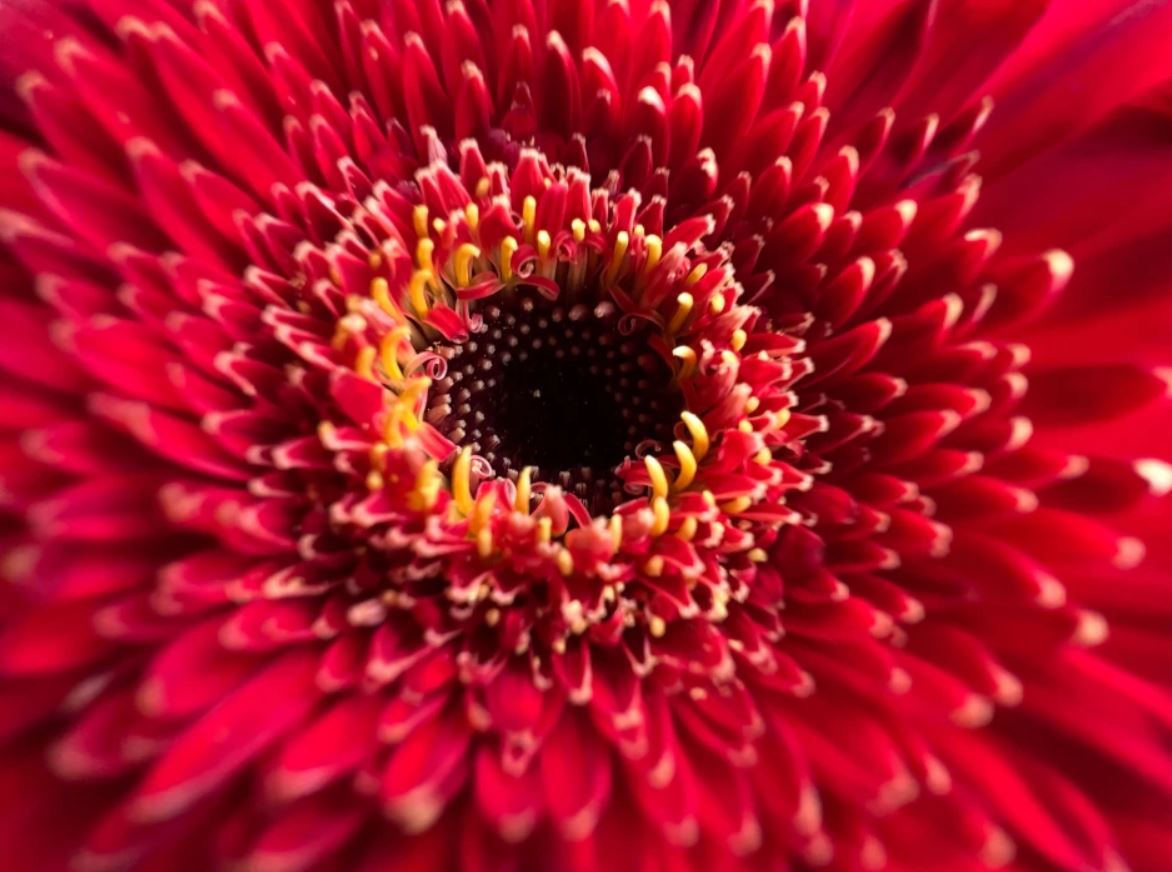 Chụp ảnh macro trên iPhone 13 Pro-series