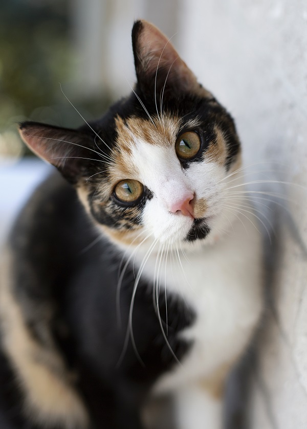 Tổng hợp hình nền đáng yêu cho iPhone 15 series