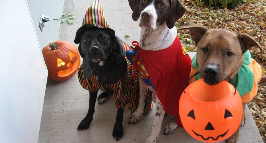 Chụp ảnh Halloween