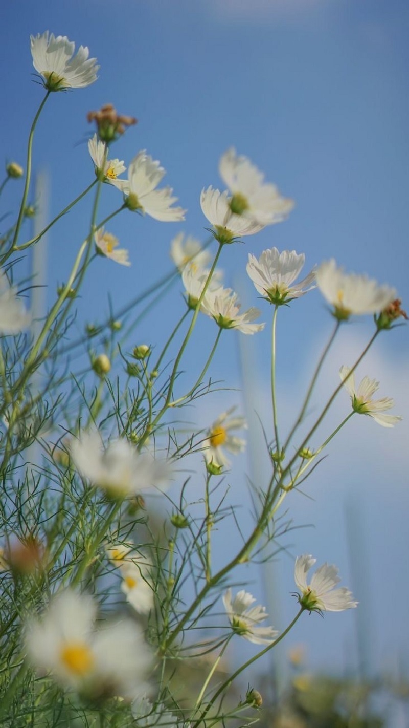 Tổng hợp cấu hình iPhone 15