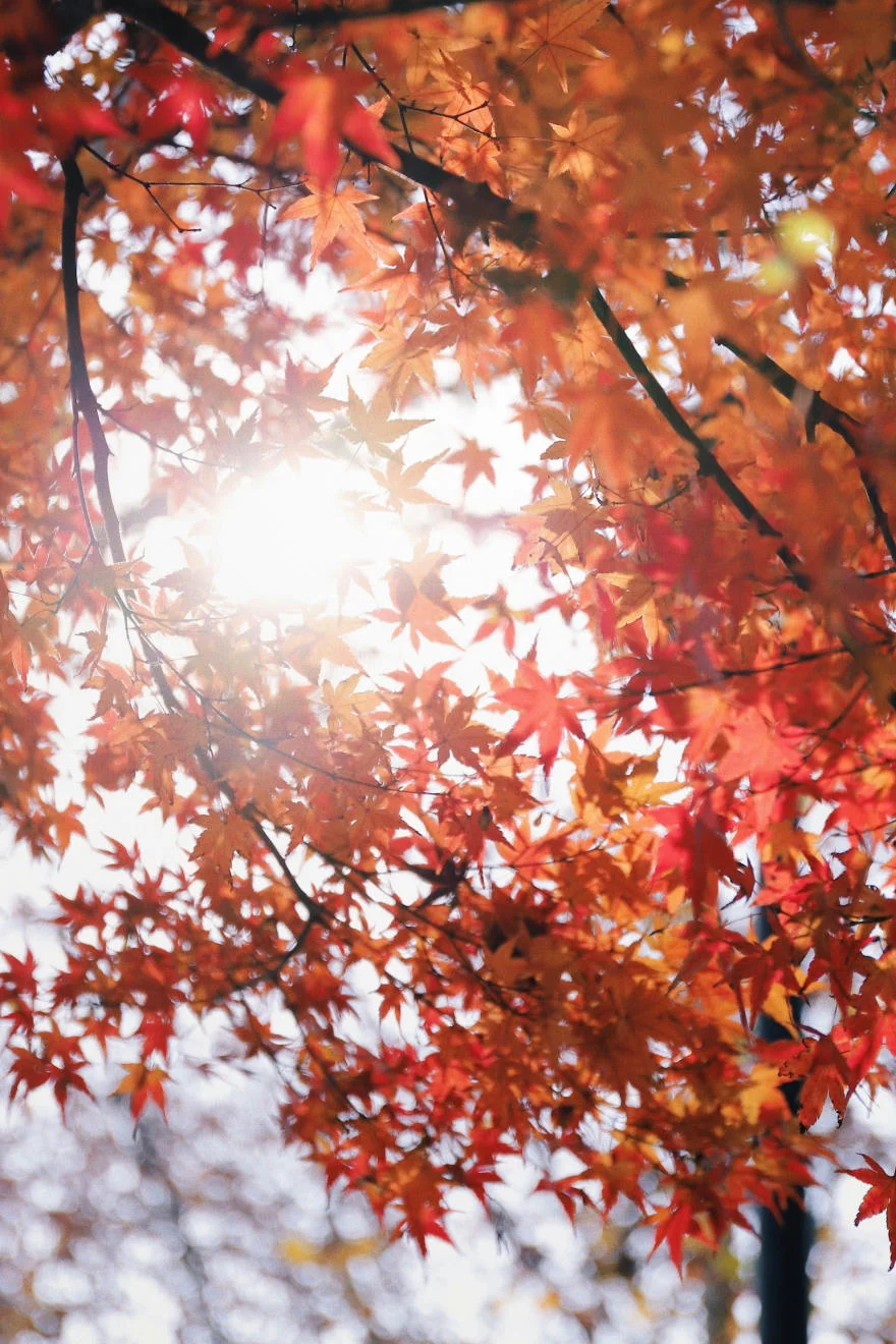 Hình nền mùa thu trên iPhone 14