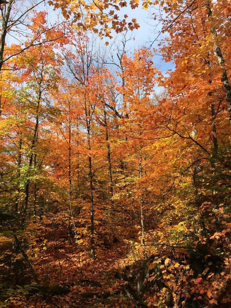 Hình nền mùa thu trên iPhone 14