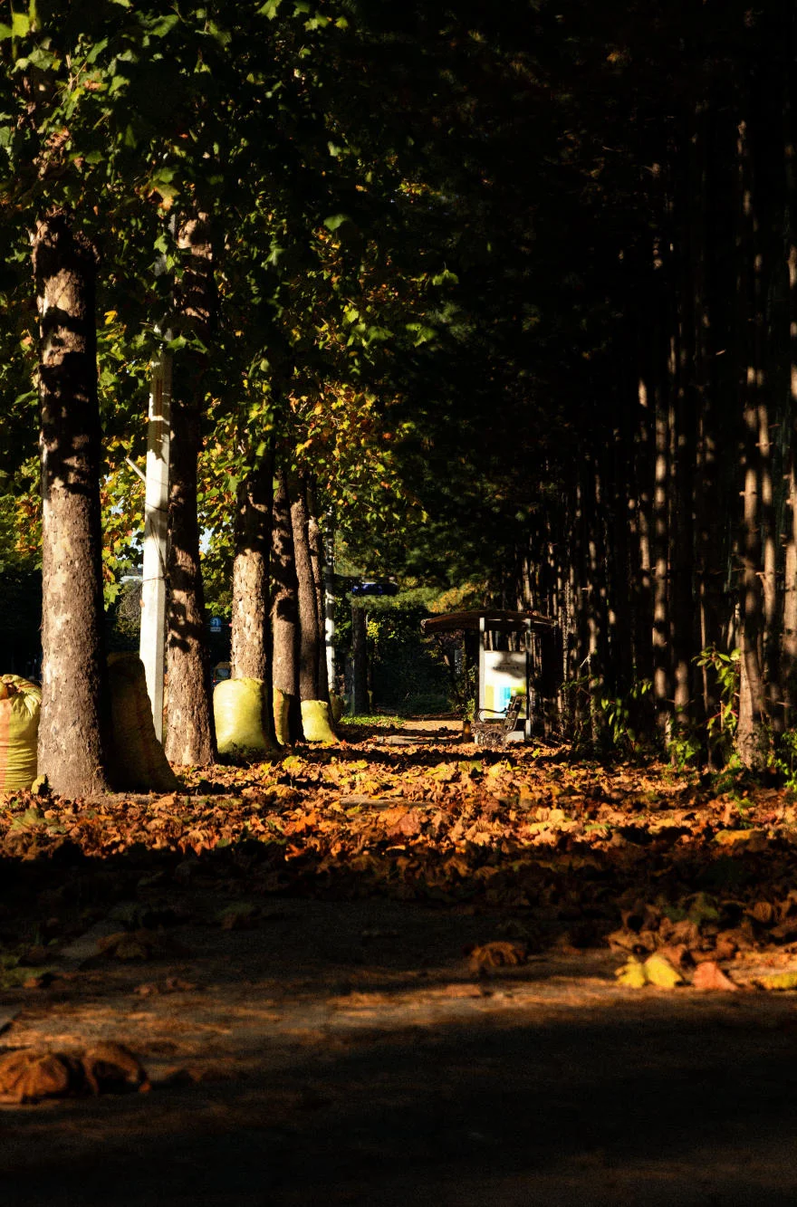 Hình nền mùa thu trên iPhone 14