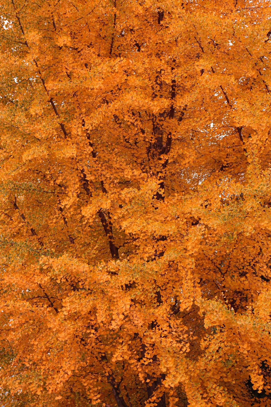 Hình nền mùa thu trên iPhone 14