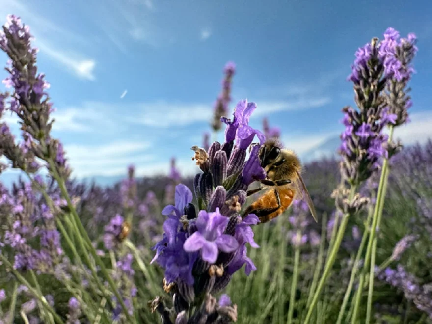 Tiêu cự Macro iPhone 15 pro MAx