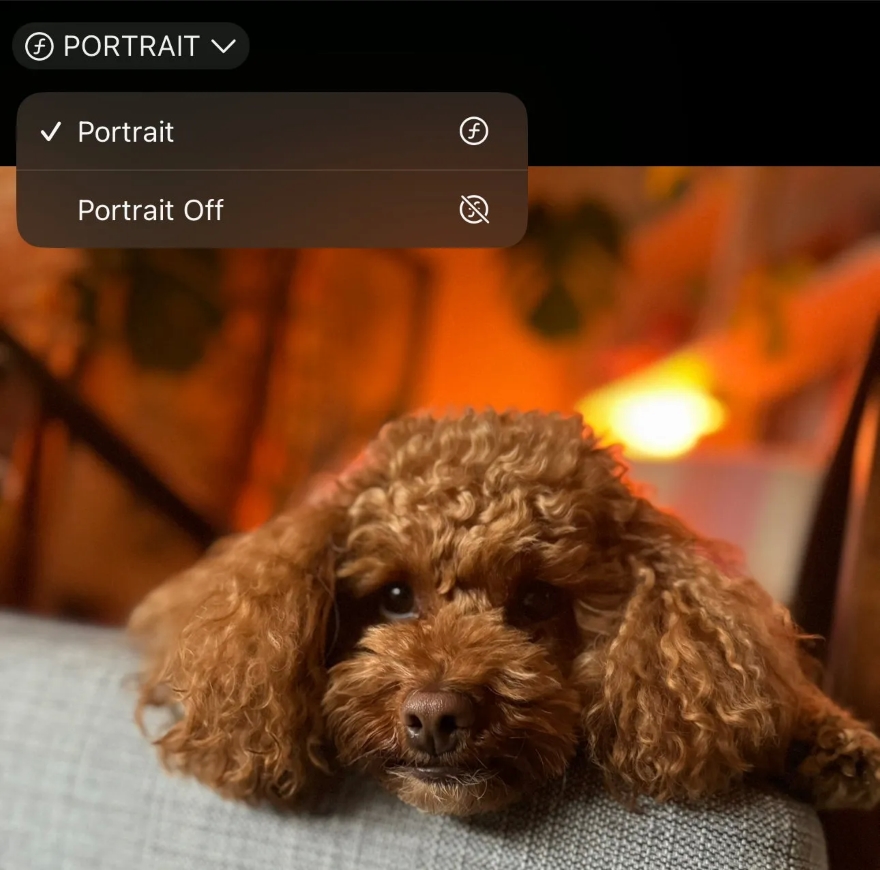 Chụp ảnh thú cưng siêu đẹp với iPhone 15