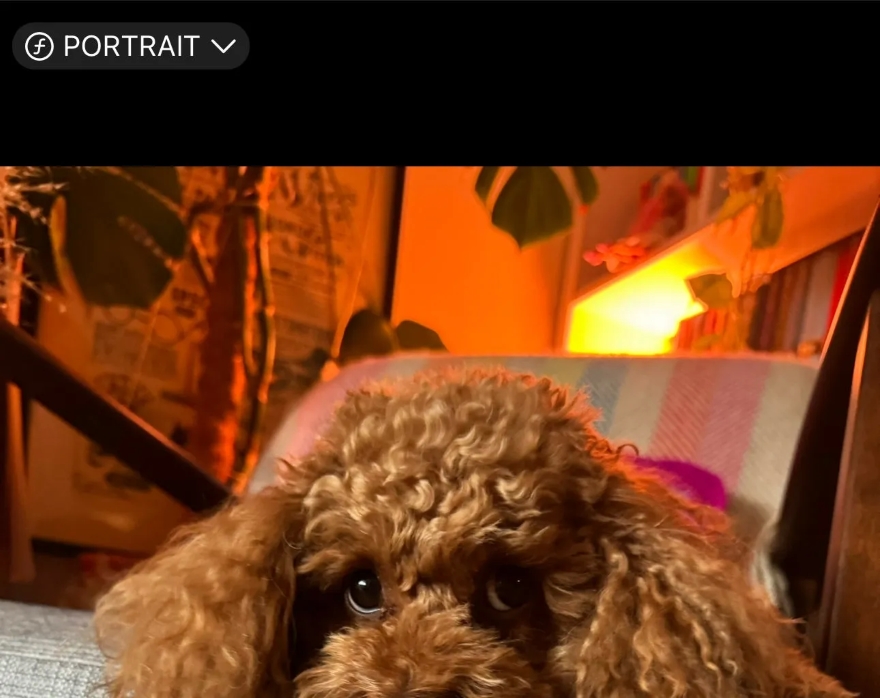 Chụp ảnh thú cưng siêu đẹp với iPhone 15