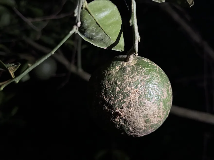 Mua hàng tặng cam