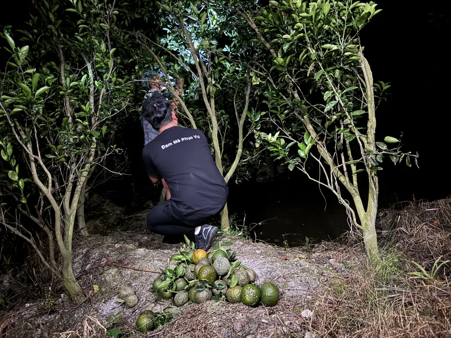 Mua hàng tặng cam