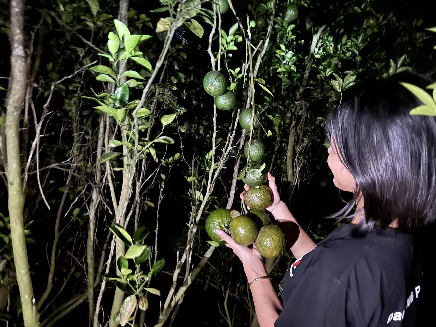 Ngay lúc này, mua hàng tặng cam sạch tại Minh Tuấn Mobile