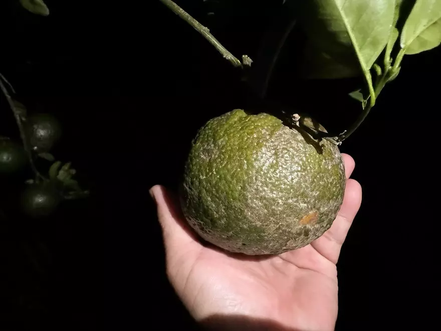 Ngay lúc này, mua hàng tặng cam sạch tại Minh Tuấn Mobile