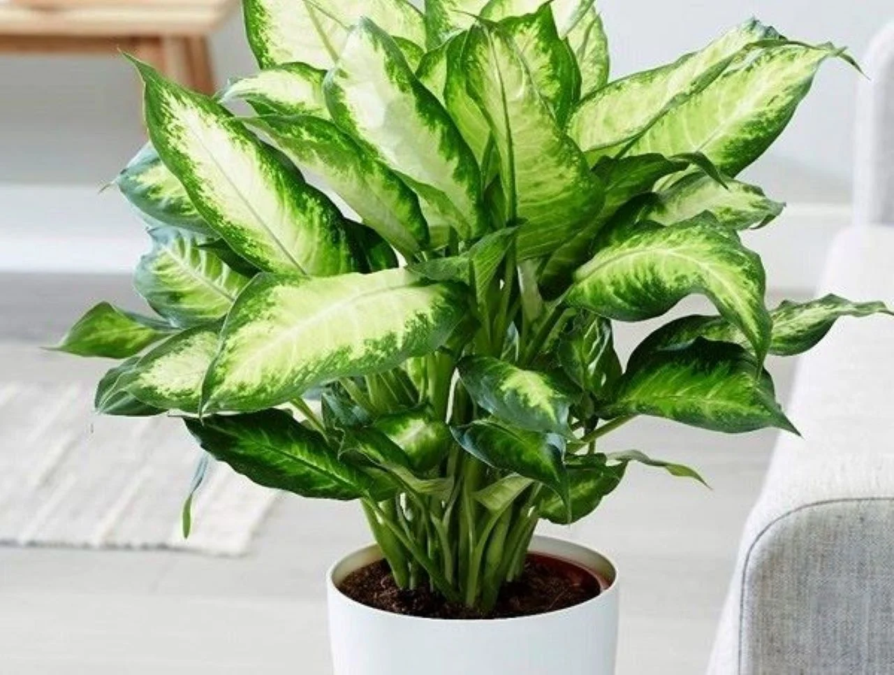 Nên làm gì trong 3 ngày Tết để thu hút tài lộc?