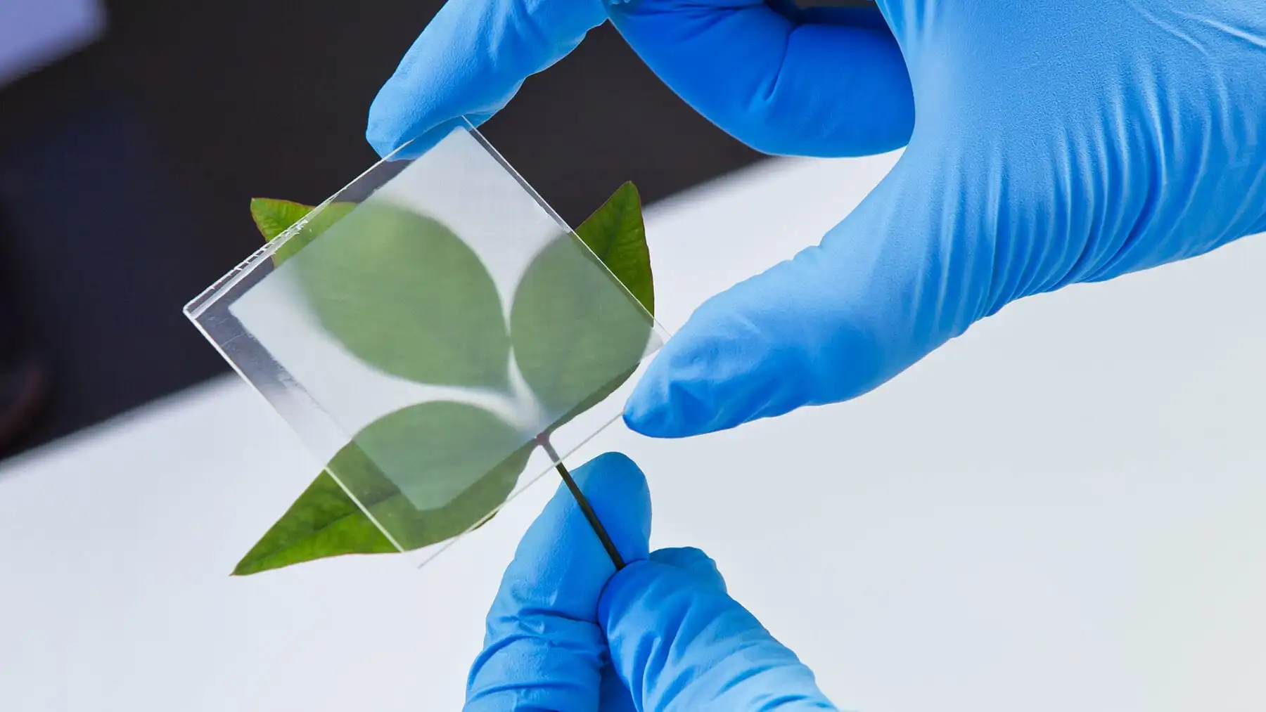 Sắp có màn hình điện thoại bằng gỗ trong suốt