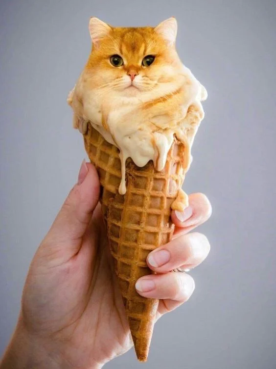 Bộ hình nền meme Mèo Đường Tăng “thỉnh cá” cực cute 