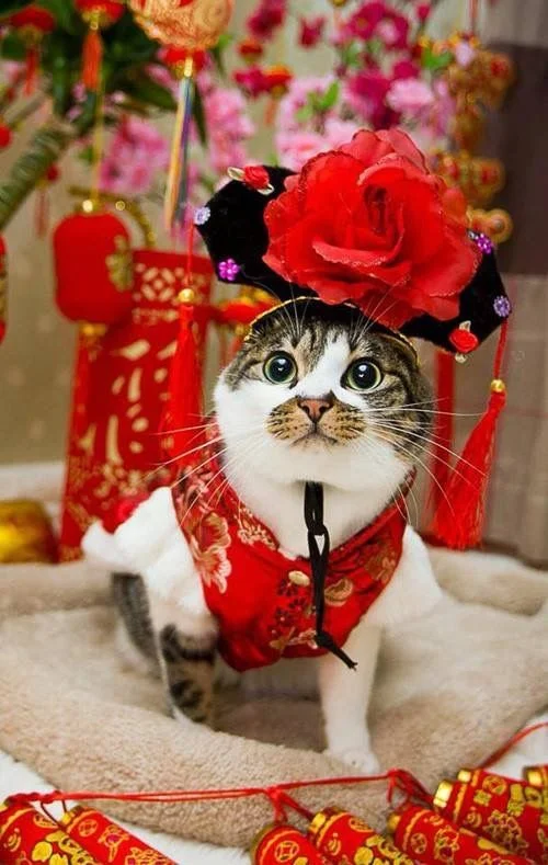 Bộ hình nền meme Mèo Đường Tăng “thỉnh cá” cực cute 