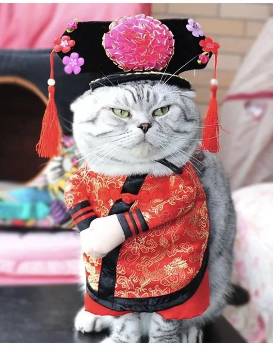 Bộ hình nền meme Mèo Đường Tăng “thỉnh cá” cực cute 