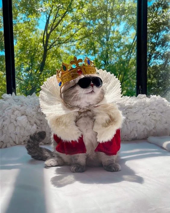 Bộ hình nền meme Mèo Đường Tăng “thỉnh cá” cực cute 