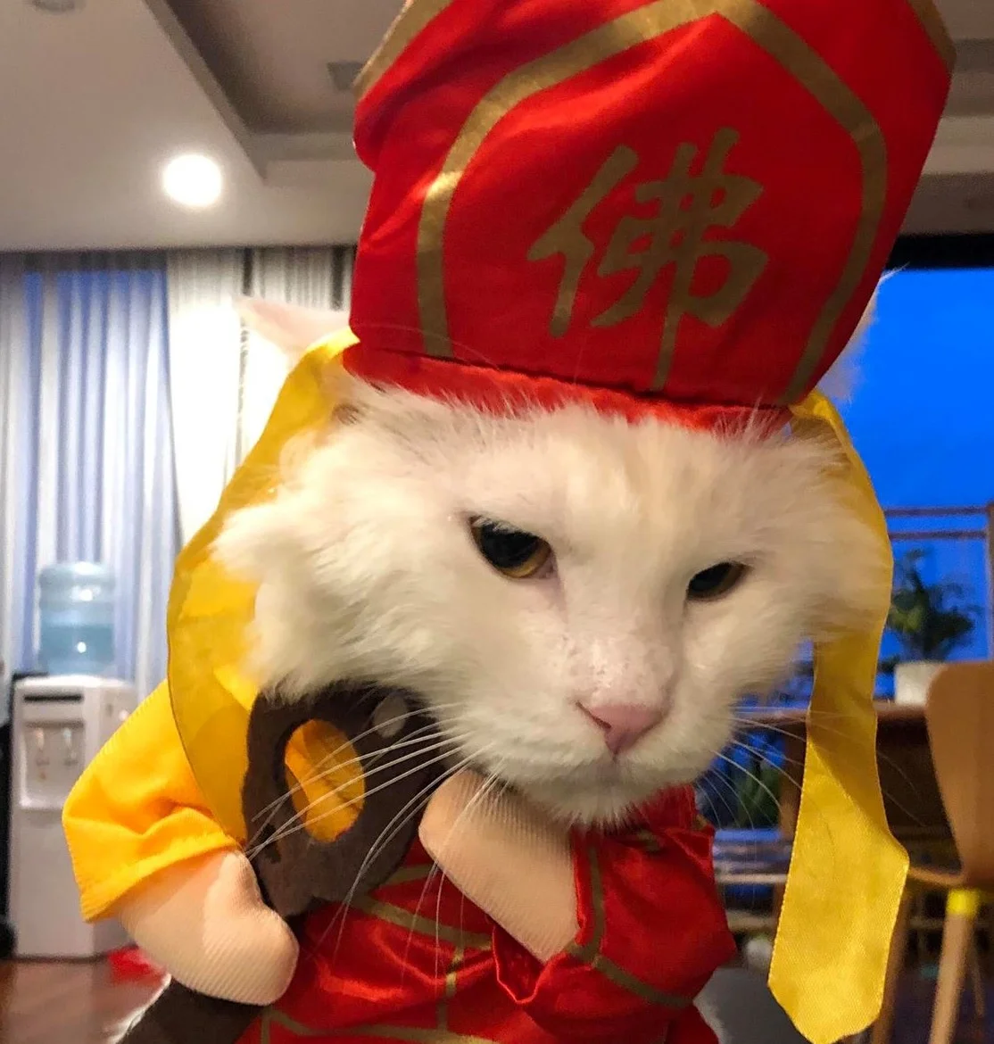 Bộ hình nền meme Mèo Đường Tăng “thỉnh cá” cực cute