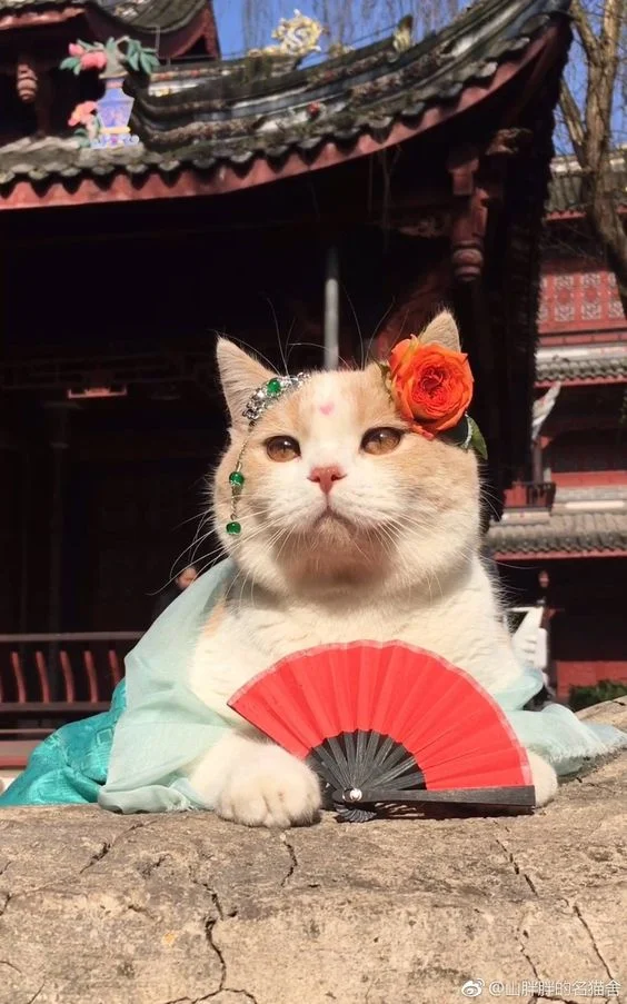 Bộ hình nền meme Mèo Đường Tăng “thỉnh cá” cực cute 