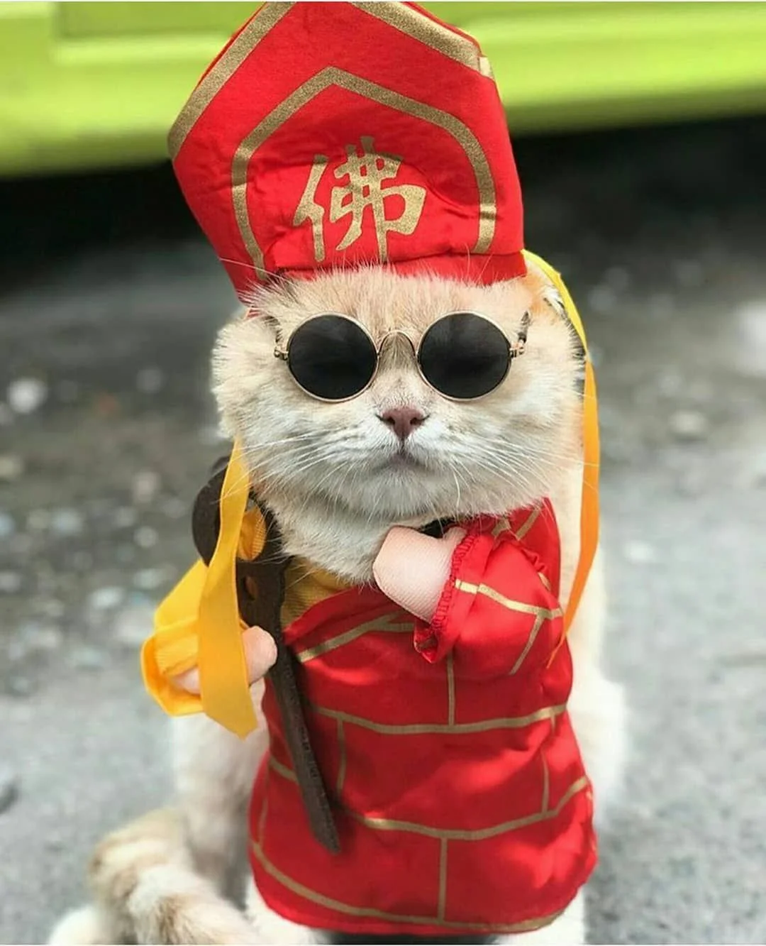 Bộ hình nền meme Mèo Đường Tăng “thỉnh cá” cực cute