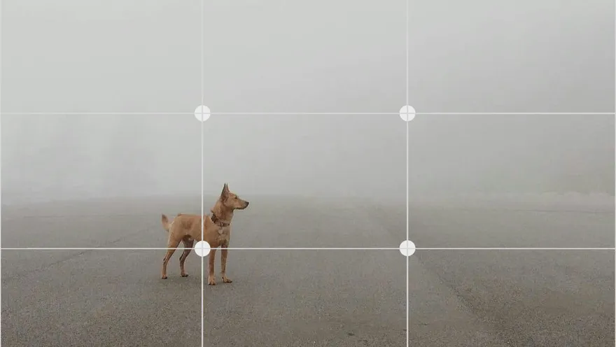 mẹo để chụp ảnh đẹp hơn với điện thoại Galaxy