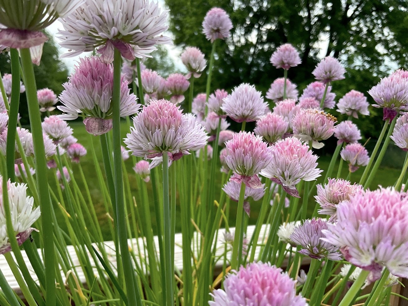 Ảnh chụp iPad Pro 12.9 inch 2021