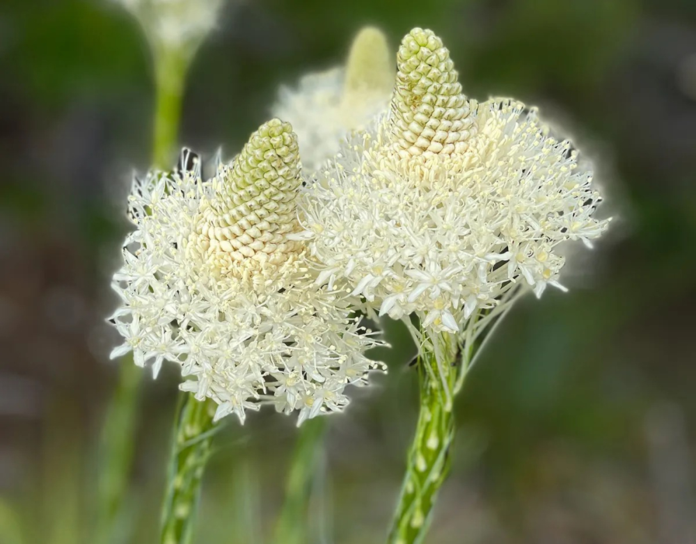 Cách chụp ảnh chuyên nghiệp bằng iPhone như một nhiếp ảnh gia