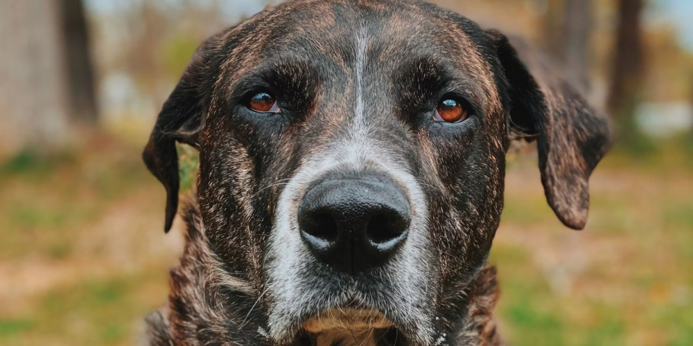 Chế độ chân dung trên iPhone là gì và cách sử dụng?