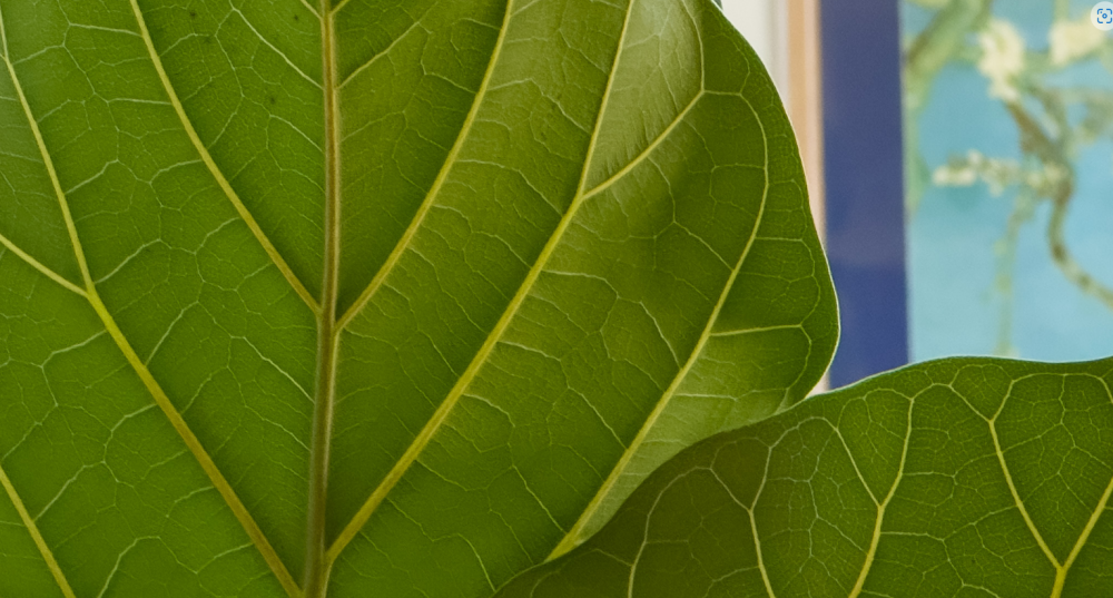 Đánh giá camera iPhone 14 Pro: Một bước nhảy vọt cho những người đam mê chụp ảnh