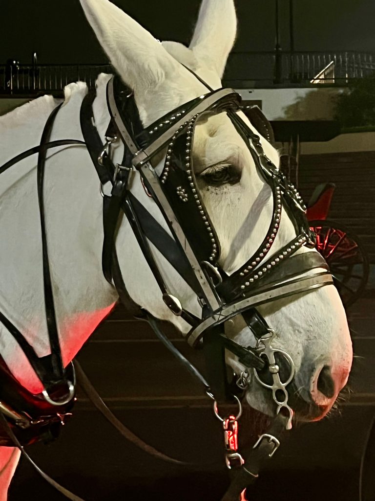 Camera iPhone 13 Pro