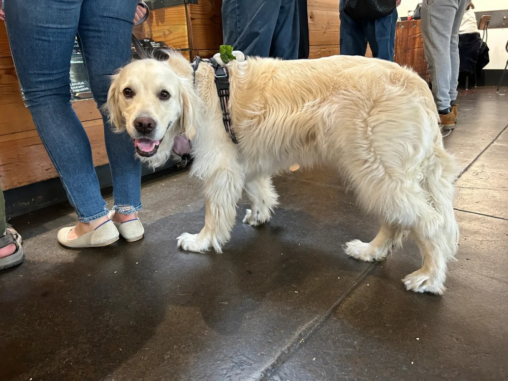 Đánh giá nhanh iPhone 14: Một bản nâng cấp tốt cho hầu hết mọi người với giá cả phải chăng