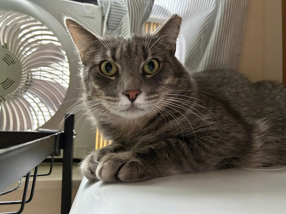 Đánh giá iPhone 14 Plus: Nếu bạn chỉ muốn có một màn hình lớn, đây là nâng cấp phù hợp