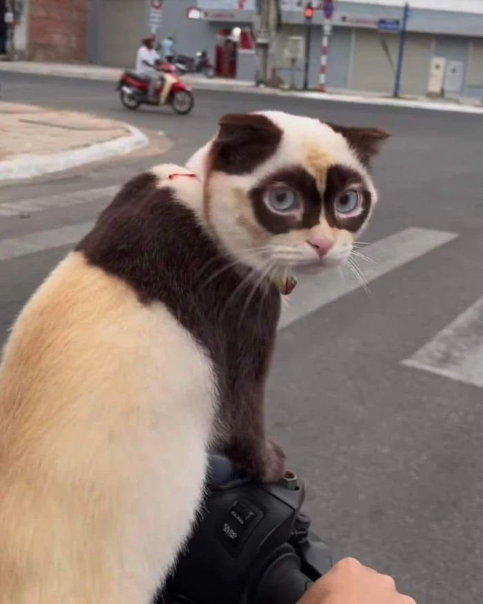 hình ảnh Mỹ Diệu ngồi bầy hầy