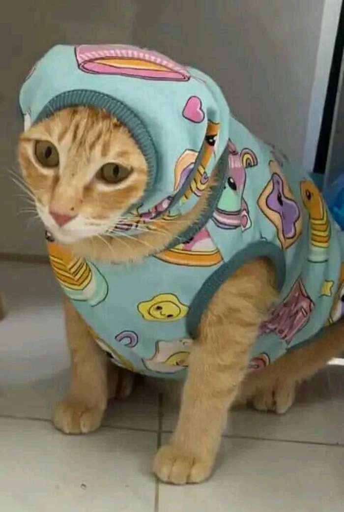 hình ảnh Mỹ Diệu ngồi bầy hầy