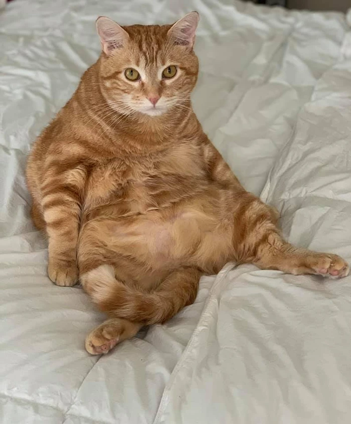 hình ảnh Mỹ Diệu ngồi bầy hầy