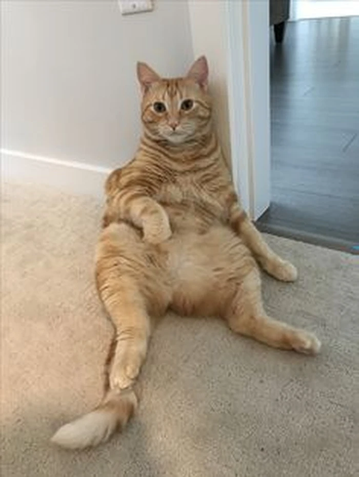 hình ảnh Mỹ Diệu ngồi bầy hầy