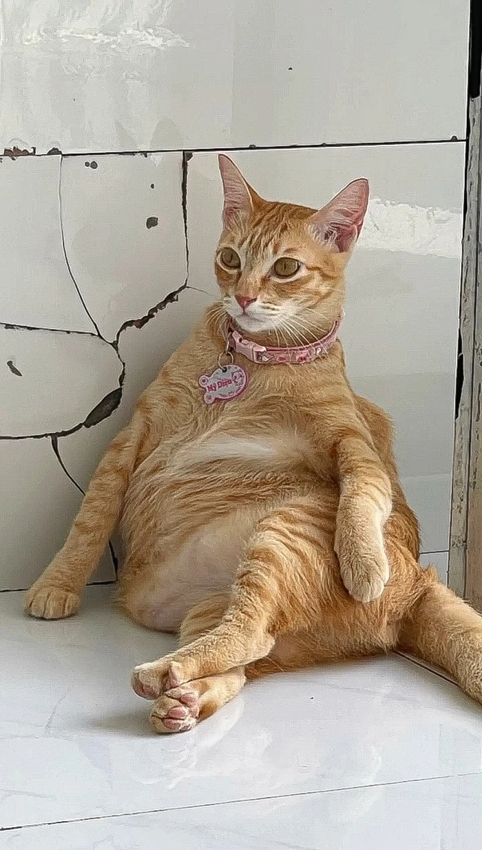 hình ảnh Mỹ Diệu ngồi bầy hầy