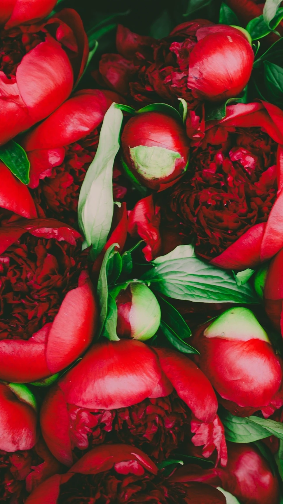 Hình đẹp hoa mẫu đơn thu hút tình yêu cho dân FA ngày Valentine