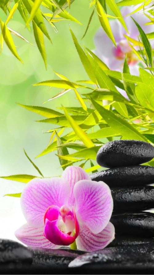 hình nền đẹp may mắn