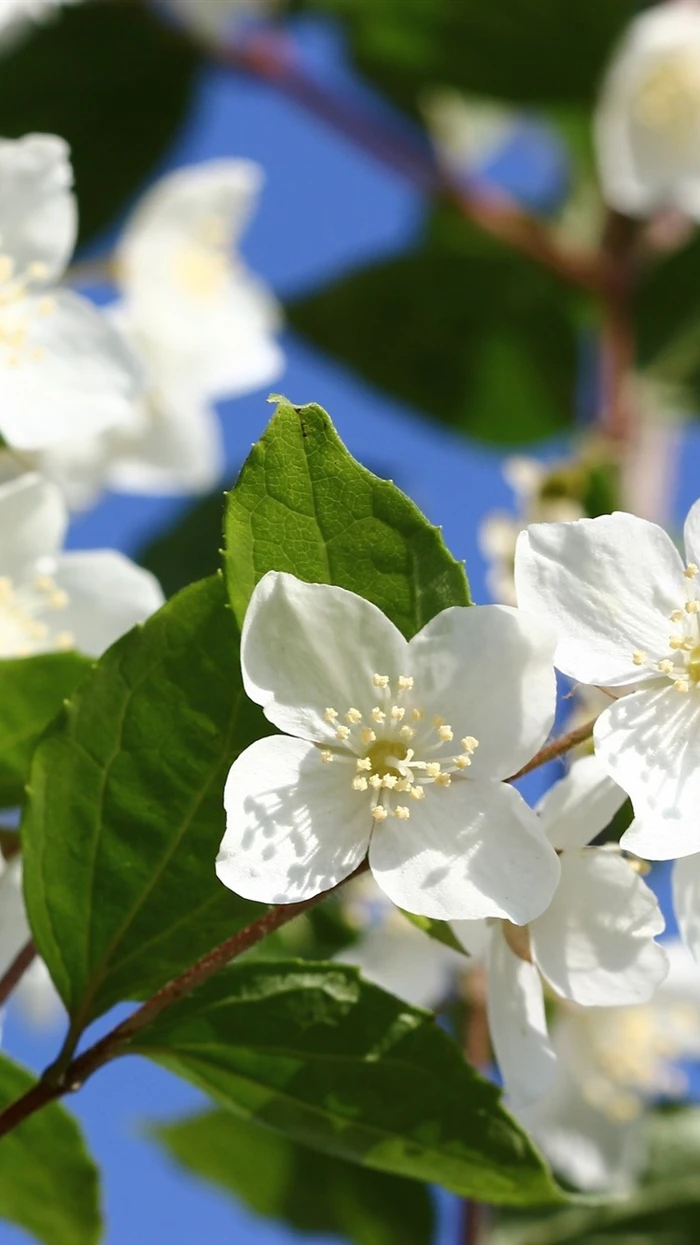 Hình nền iPhone 14 hoa nhài thu hút những điều tốt đẹp