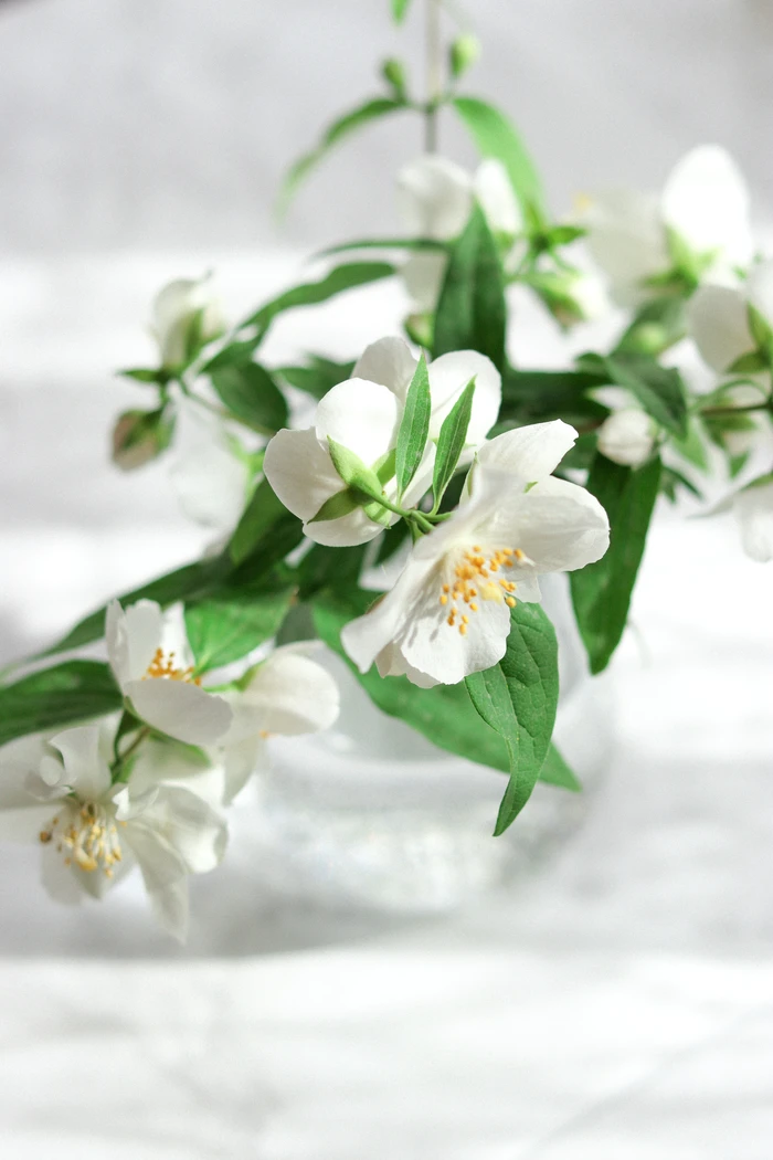 Hình nền iPhone 14 hoa nhài thu hút những điều tốt đẹp