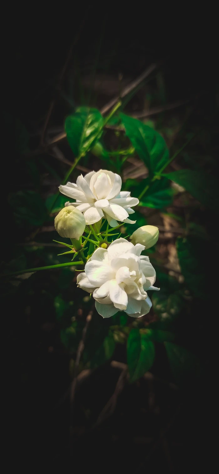 Hình nền iPhone 14 hoa nhài thu hút những điều tốt đẹp