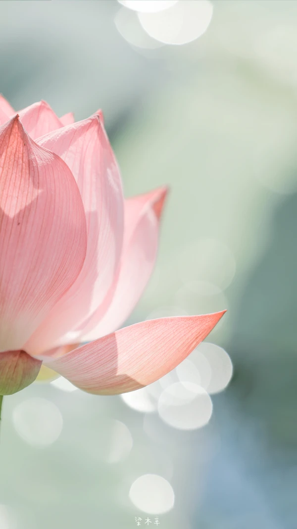 Hình Nền iPhone 14 Series Hoa Sen: mang năng lượng bình an