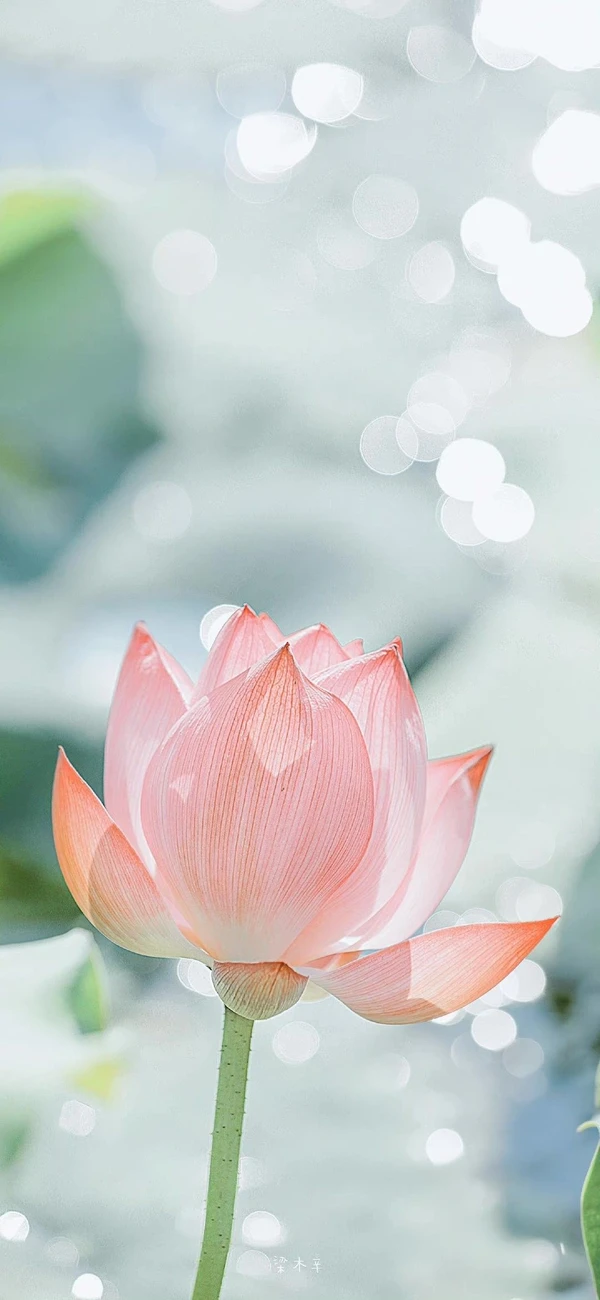 Hình Nền iPhone 14 Series Hoa Sen: mang năng lượng bình an