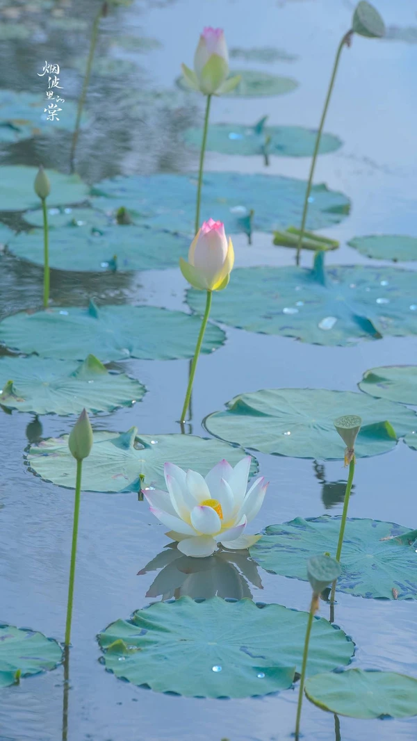 Hình Nền iPhone 14 Series Hoa Sen: mang năng lượng bình an